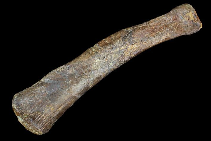 Edmontosaurus (Duck-Billed Dinosaur) Metacarpal - SD #92786